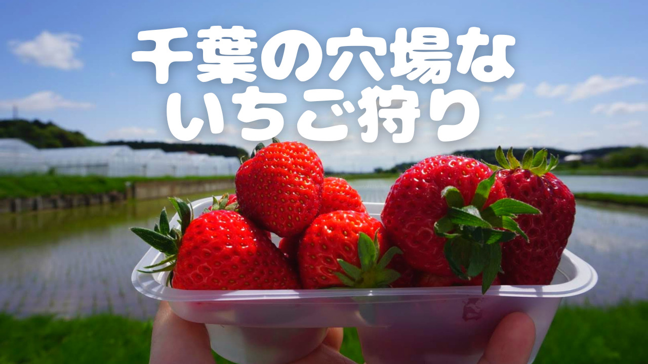 いちご 狩り 千葉 穴場